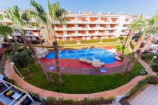 Apartment in Torrevieja - ID43